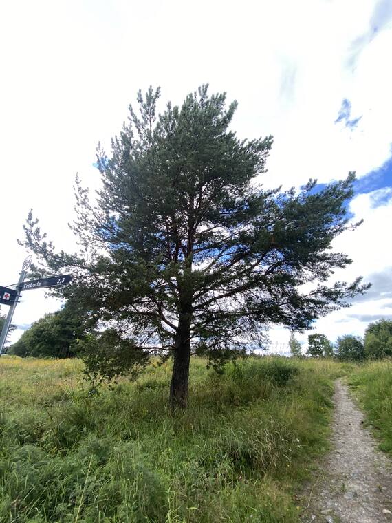 Open irregular Scots pine with orange upper trunk