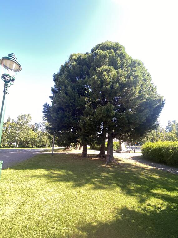 Dense conical stone pine in a park