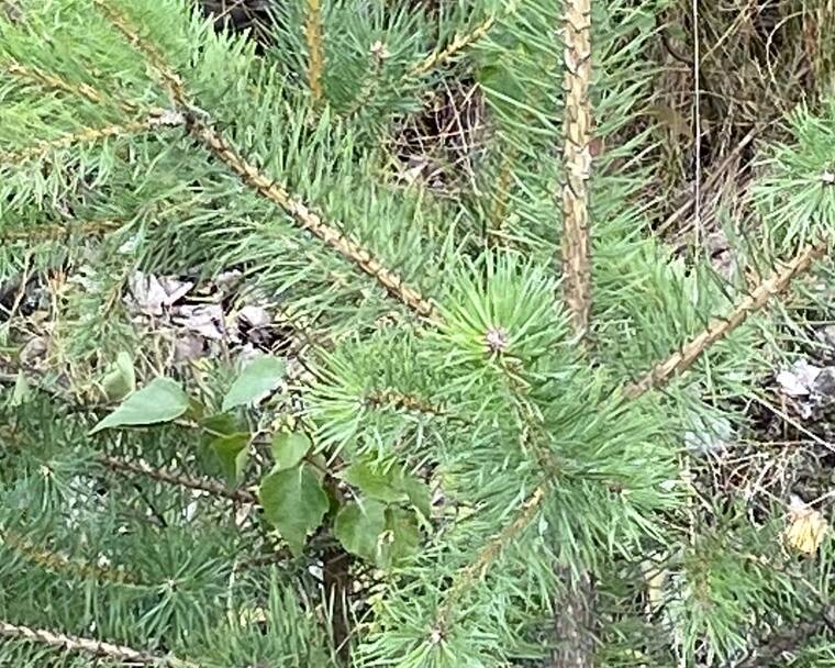 Short stiff needles in pairs